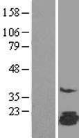 FAM162A Human Over-expression Lysates NM_014367
