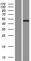 ls026468 lhx6 human over expression lysates nm 014368 wb testing 1