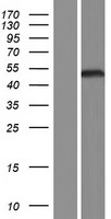 ls026468 lhx6 human over expression lysates nm 199160 wb testing 2