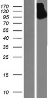 SEZ6L2 Human Over-expression Lysates NM_012410
