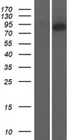 ls026504 cnnm4 human over expression lysates nm 020184 wb testing 1