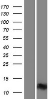 DDX26 (INTS6) Human Over-expression Lysates NM_001039938