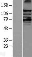 ls026524 lats2 human over expression lysates nm 014572 wb testing 1