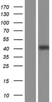 DAZAP1 Human Over-expression Lysates NM_170711