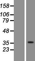 ls026539 or10h1 human over expression lysates nm 013940 wb testing 1