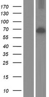 STK23 (SRPK3) Human Over-expression Lysates NM_001170760