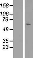 STK23 (SRPK3) Human Over-expression Lysates NM_014370