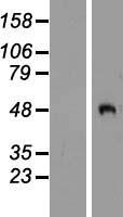 ls026577 pcole2 pcolce2 human over expression lysates nm 013363 wb testing 1