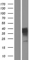 ls026658 or7c2 human over expression lysates nm 012377 wb testing 1