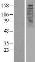 ls026692 or2w1 human over expression lysates nm 030903 wb testing 1