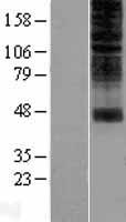 OR2H1 Human Over-expression Lysates NM_030883