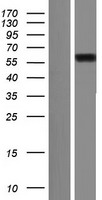 NUFIP1 Human Over-expression Lysates NM_012345