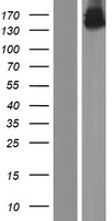 ls026873 oplah human over expression lysates nm 017570 wb testing 1