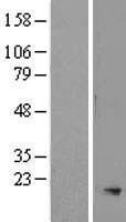 SMR3A Human Over-expression Lysates NM_012390