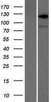 ls026953 ranbp6 human over expression lysates nm 012416 wb testing 1