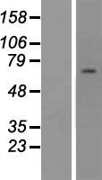 ls026974 znf285 human over expression lysates nm 152354 wb testing 1