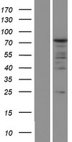ls026986 pabp pabpc1 human over expression lysates nm 002568 wb testing 1