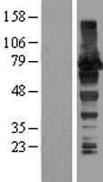 ls026993 akap8l human over expression lysates nm 014371 wb testing 1