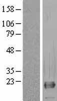 RNF11 Human Over-expression Lysates NM_014372