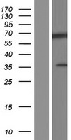 DNAJC2 Human Over-expression Lysates NM_001129887