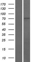 DNAJC2 Human Over-expression Lysates NM_014377