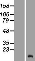 ls027004 tcl6 human over expression lysates nm 020550 wb testing 3