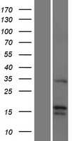 FGF22 Human Over-expression Lysates NM_020637