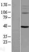 KCNV1 Human Over-expression Lysates NM_014379