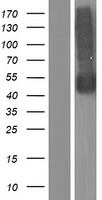 NPTN Human Over-expression Lysates NM_001161363