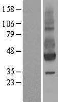 NPTN Human Over-expression Lysates NM_017455