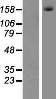 MLH3 Human Over-expression Lysates NM_014381