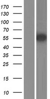 TZFP (ZBTB32) Human Over-expression Lysates NM_014383