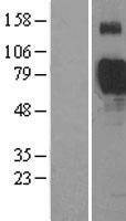 Siglec 7 (SIGLEC7) Human Over-expression Lysates NM_014385