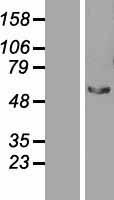 STAU2 Human Over-expression Lysates NM_014393