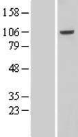 VPS41 Human Over-expression Lysates NM_014396