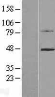 LYPD3 Human Over-expression Lysates NM_014400