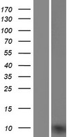 UQCRQ Human Over-expression Lysates NM_014402