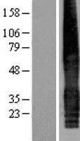 CACNG5 Human Over-expression Lysates NM_145811