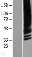 CACNG4 Human Over-expression Lysates NM_014405