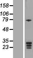 ls027094 kcnmb3 human over expression lysates nm 171829 wb testing 2