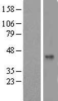 ls027097 taf5l human over expression lysates nm 001025247 wb testing 1
