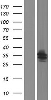 Syntenin 2 (SDCBP2) Human Over-expression Lysates NM_080489