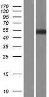 ls027112 fam155b human over expression lysates nm 015686 wb testing 1