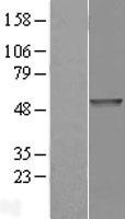 ls027115 pde7b human over expression lysates nm 018945 wb testing 1