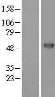 PSCD4 (CYTH4) Human Over-expression Lysates NM_013385