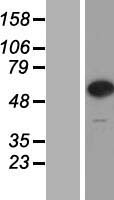 CPNE7 Human Over-expression Lysates NM_153636