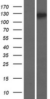 Zonula occludens protein 3 (TJP3) Human Over-expression Lysates NM_014428
