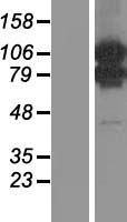ls027136 morc1 human over expression lysates nm 014429 wb testing 1