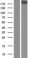 CPAMD8 Human Over-expression Lysates NM_015692