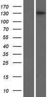 ls027154 brpf3 human over expression lysates nm 015695 wb testing 1